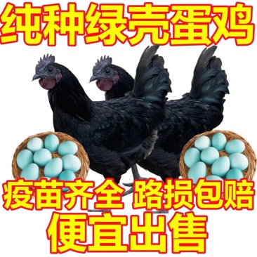 五黑鸡苗五黑绿壳蛋鸡苗五黑鸡养殖基地直发没有中间商