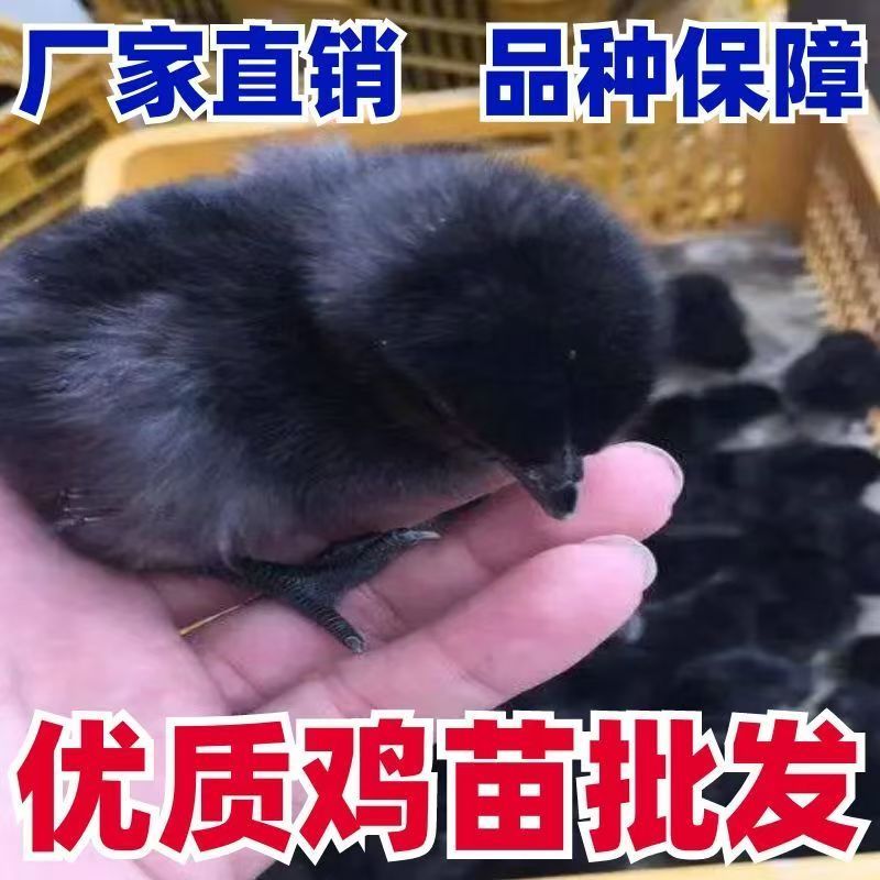 五黑鸡苗五黑绿壳蛋鸡苗五黑鸡养殖基地直发没有中间商