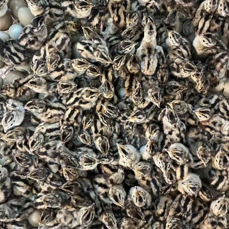 七彩山鸡苗农家自孵七彩山鸡苗品种正宗包打疫苗运输包活