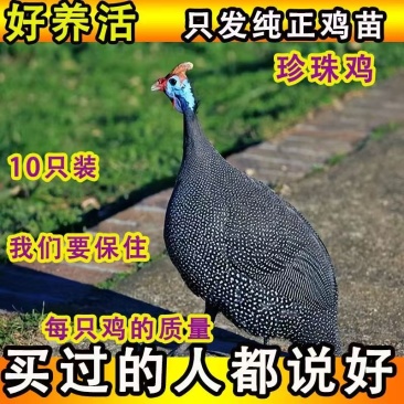 珍珠鸡苗纯正珍珠鸡苗好养活耐粗粮运输包活包打疫苗