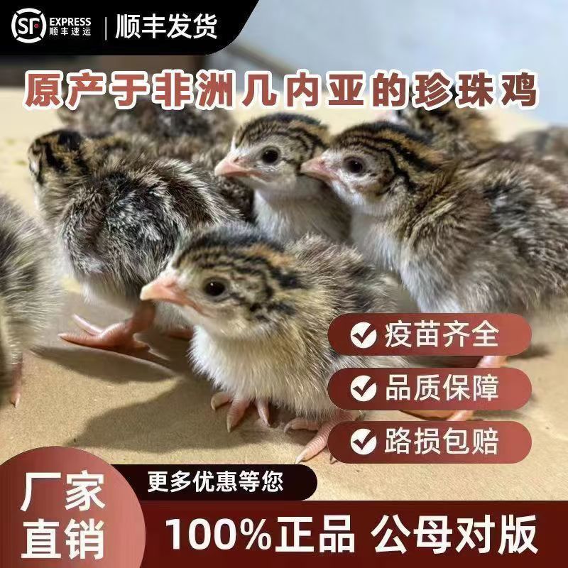 珍珠鸡苗纯正珍珠鸡苗好养活耐粗粮运输包活包打疫苗