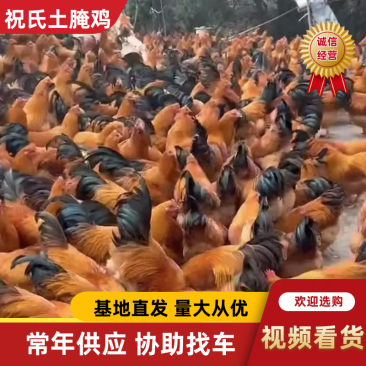 广西祝氏土腌鸡/散养腌鸡/对接全国