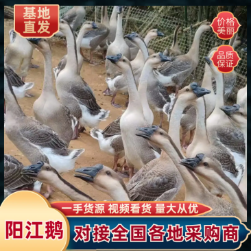 广西阳江鹅/散养正宗黑棕鹅草鹅