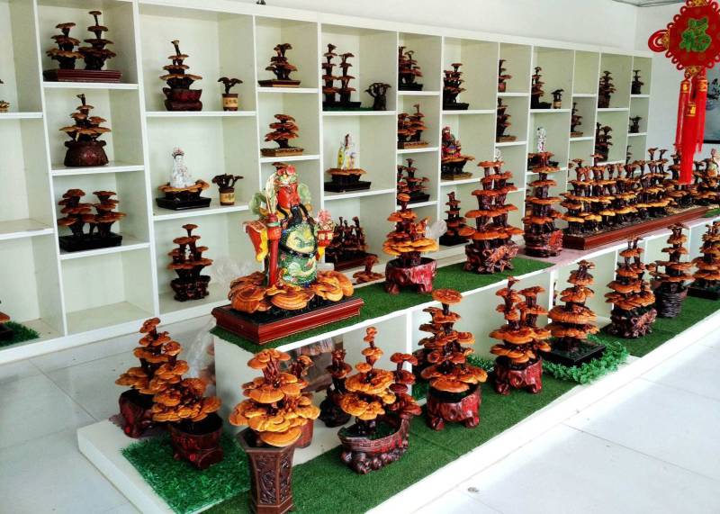 【牛商优选】活体嫁接灵芝盆景冠县灵芝盆栽厂家
