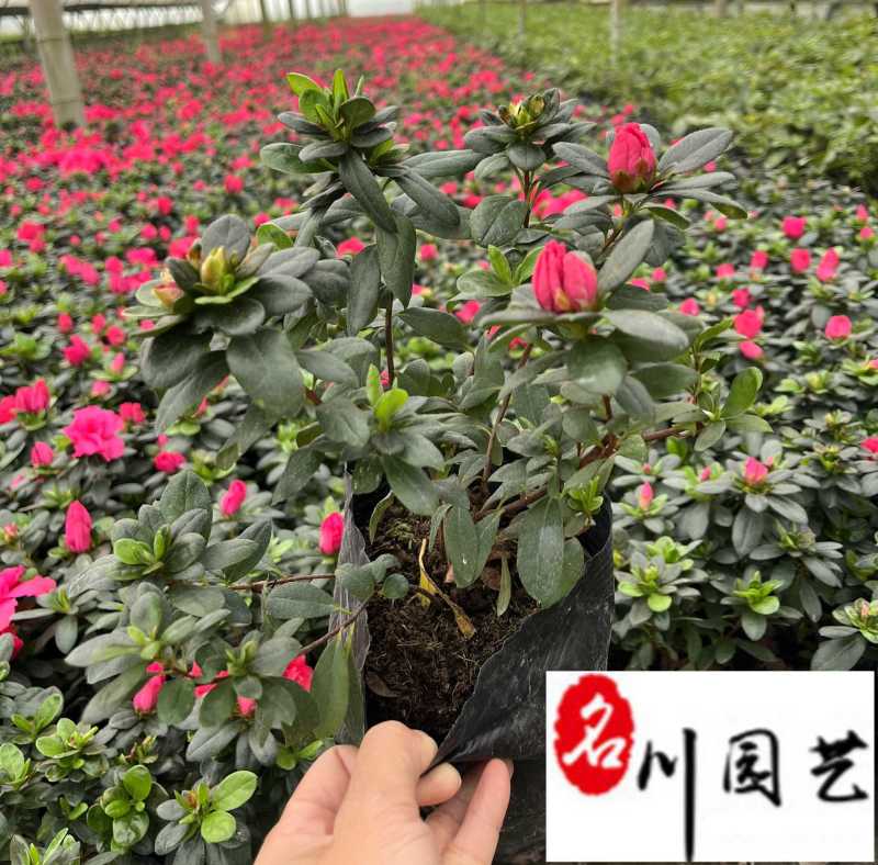 四川西洋鹃杯苗批发西洋鹃大杯小杯工程苗价格量大价优