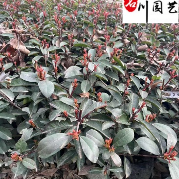 四川红叶石楠工程苗批发成都红叶石楠杯苗出售量大价优