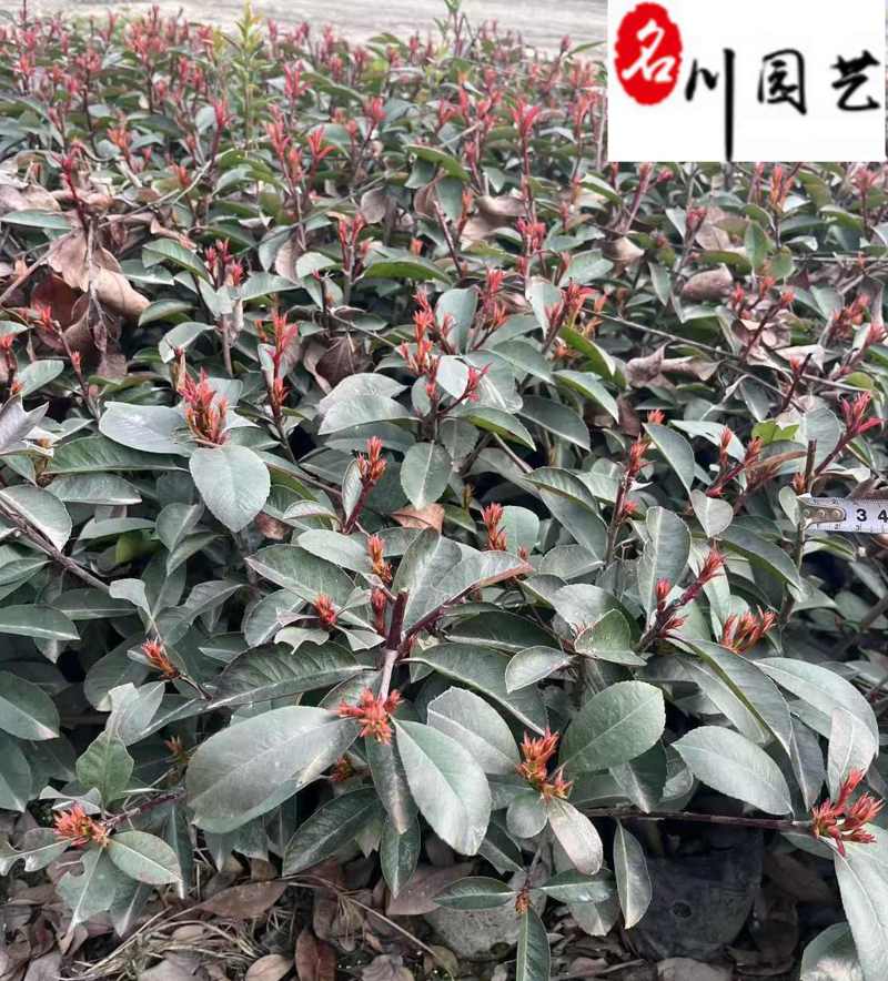 四川红叶石楠工程苗批发成都红叶石楠杯苗出售量大价优