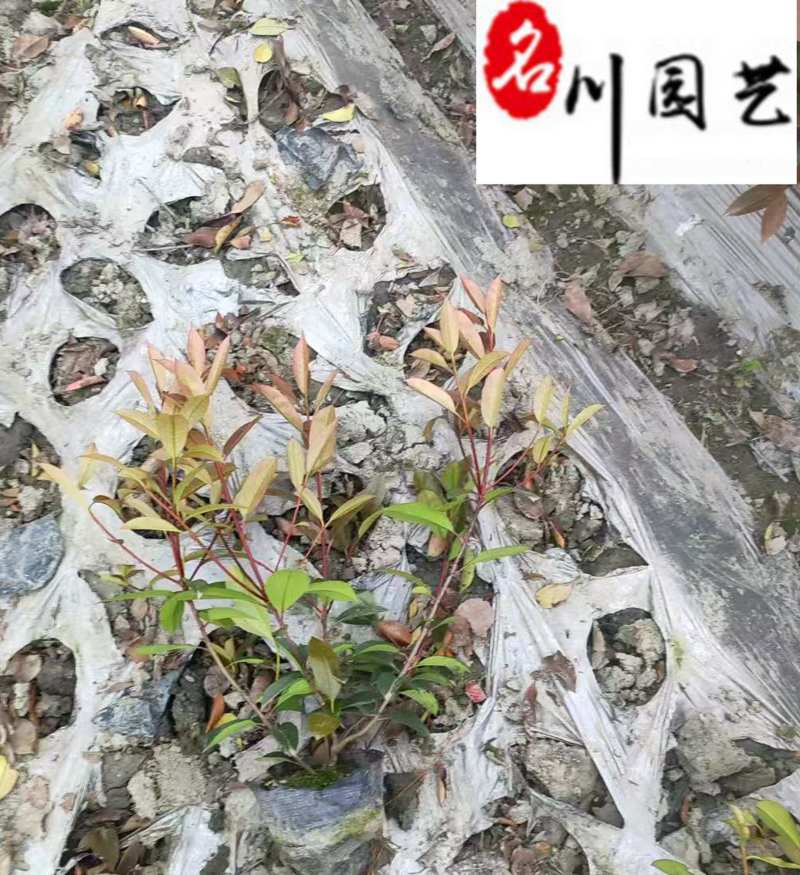四川红叶石楠工程苗批发成都红叶石楠杯苗出售量大价优