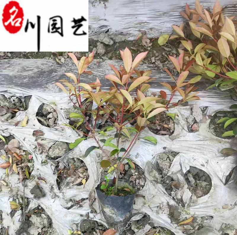 四川红叶石楠工程苗批发成都红叶石楠杯苗出售量大价优