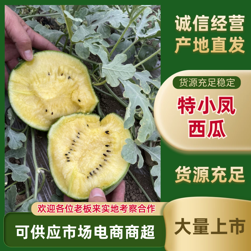 江苏特小凤西瓜沭阳西瓜万亩基地持续供应欢迎咨询