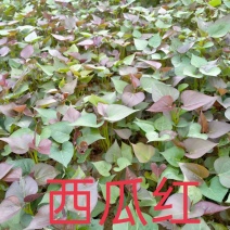 【热卖】西瓜红红薯苗一手货源保成活率包技术指导