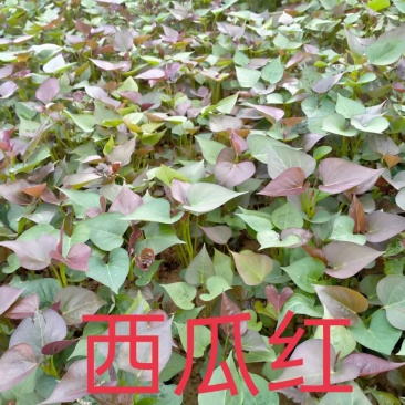 【热卖】西瓜红红薯苗一手货源保成活率包技术指导