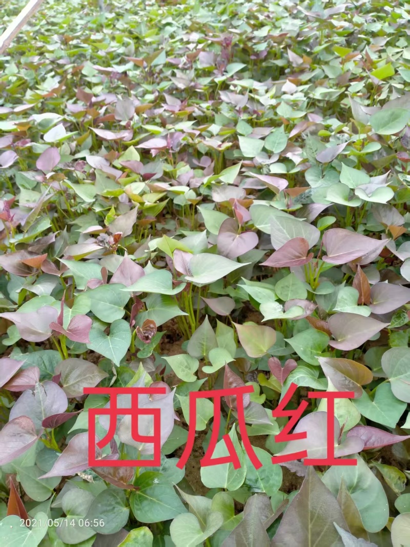 西瓜红红薯苗基地直销保质保量一手货源欢迎咨询采购