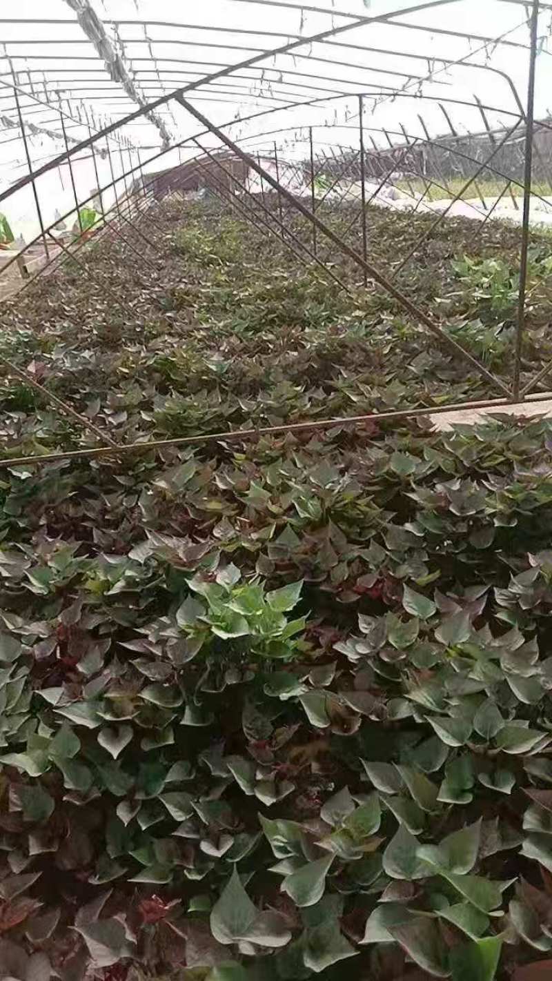 西瓜红红薯苗基地直销保质保量一手货源欢迎咨询采购