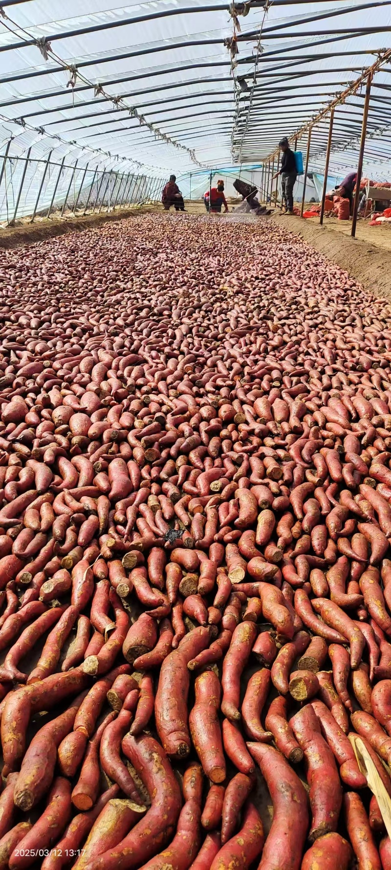 西瓜红红薯苗基地直销保质保量一手货源欢迎咨询采购