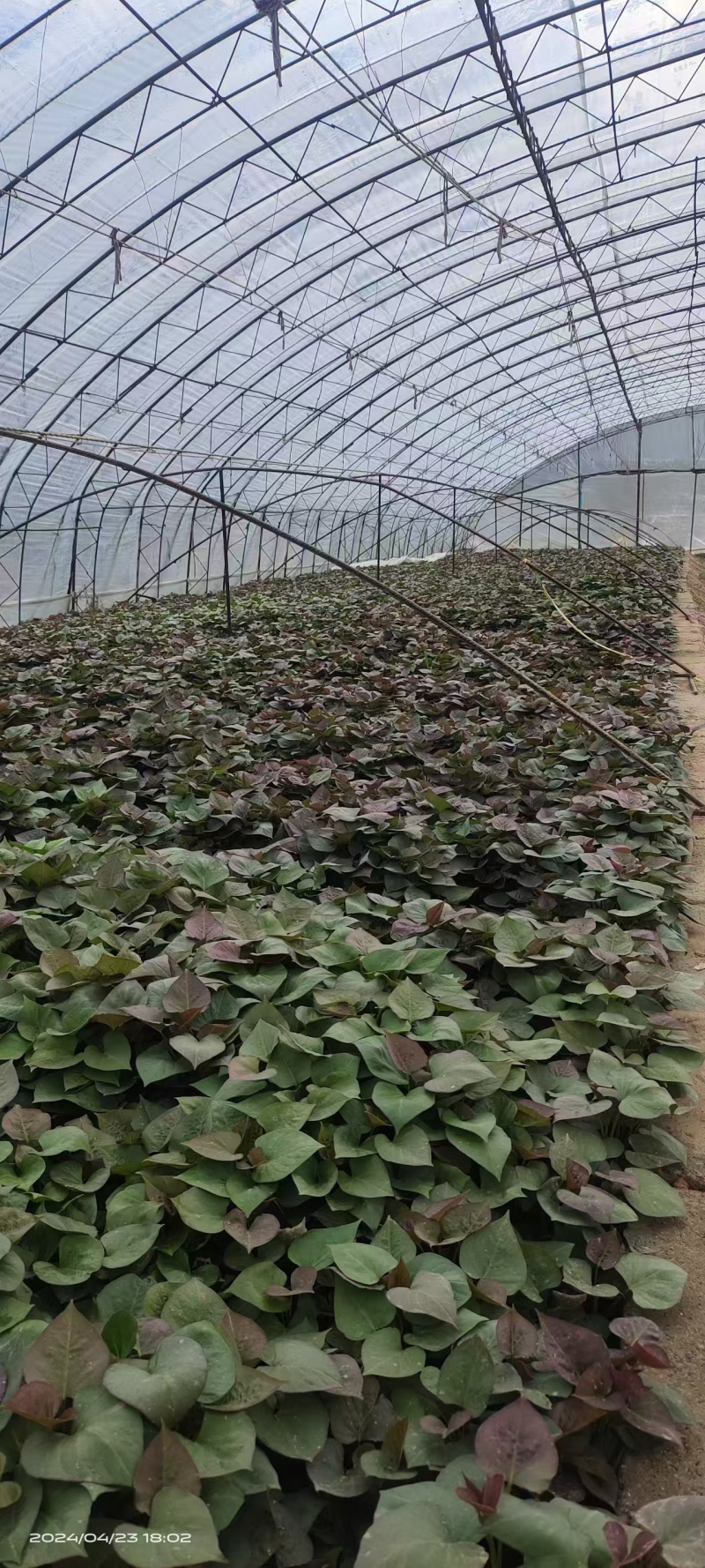 西瓜红红薯苗基地直销保质保量一手货源欢迎咨询采购