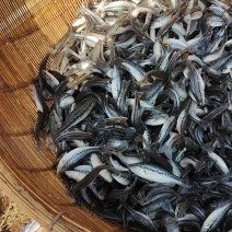 鲈鱼苗优鲈三号四川眉山渔场直发包成活送货上门