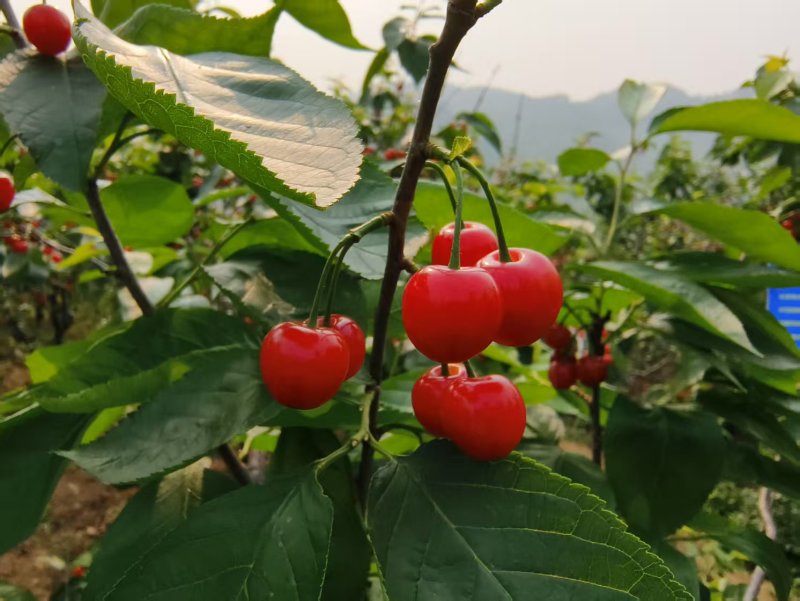 天眼玛瑙红樱桃货量大甜度高熟度刚好。