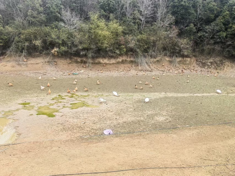皖南土鸡，自家散养，品质保证，价格优惠，诚信经营
