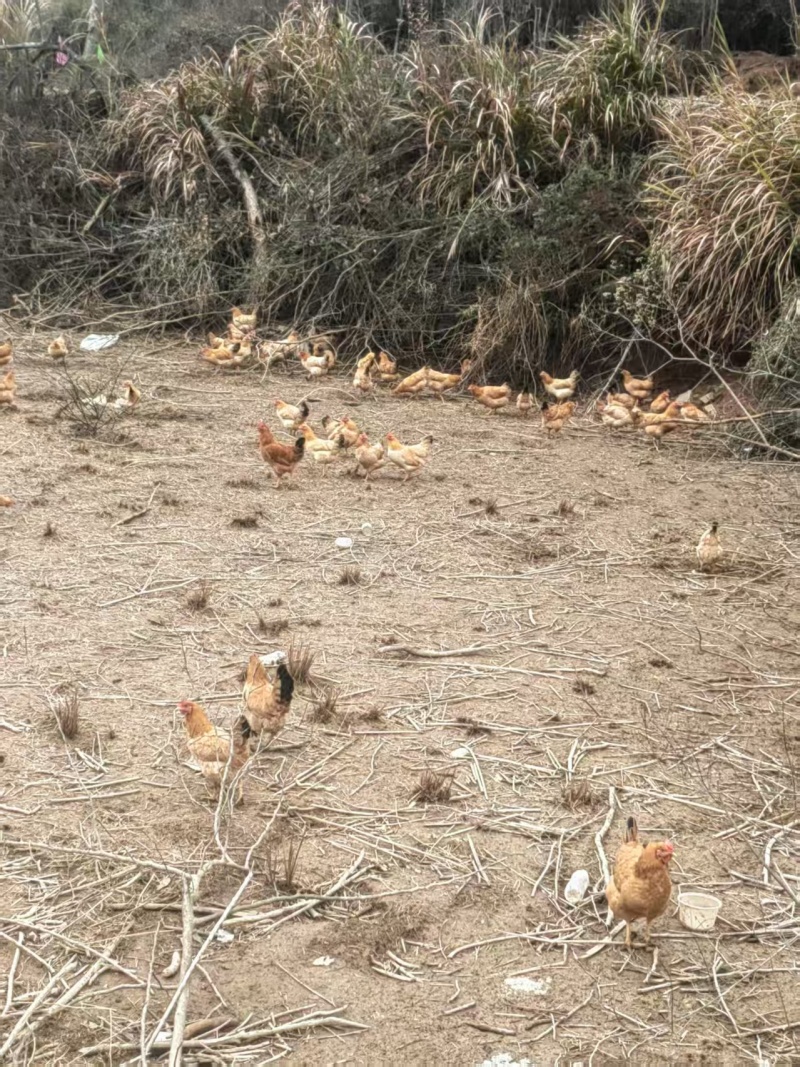 皖南土鸡，自家散养土鸡，品质保证，价格优惠，量大包送