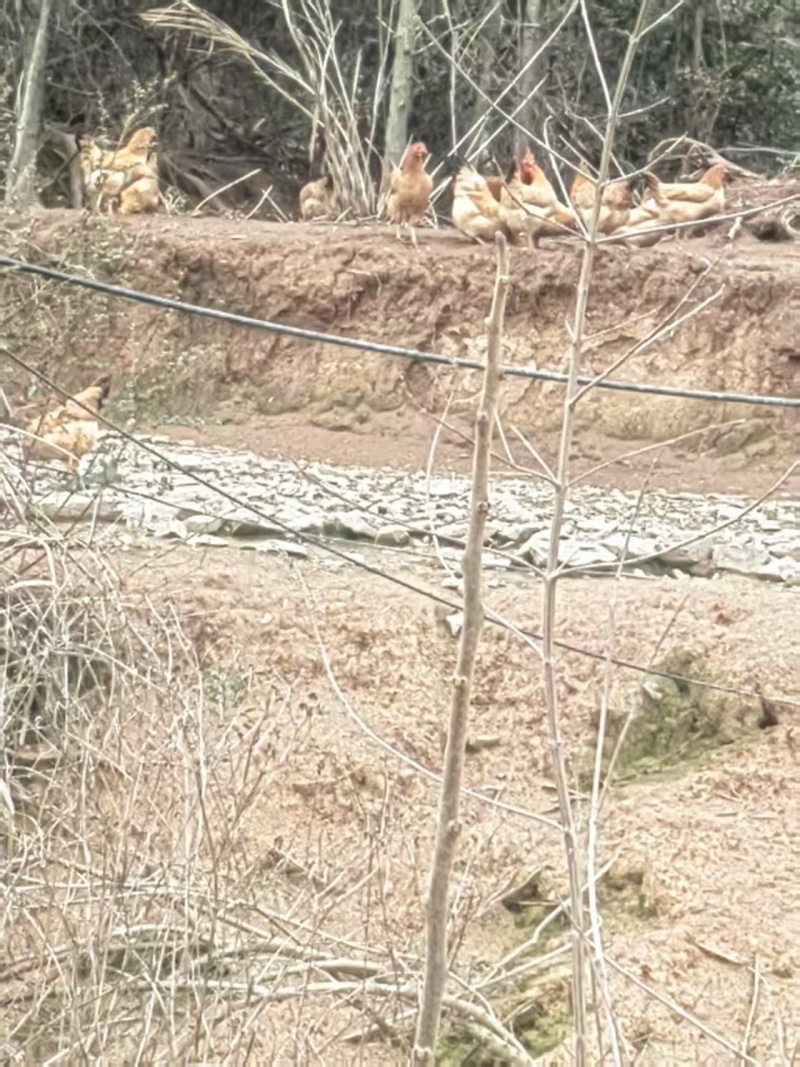 皖南土鸡，自家散养土鸡，品质保证，价格优惠，量大包送
