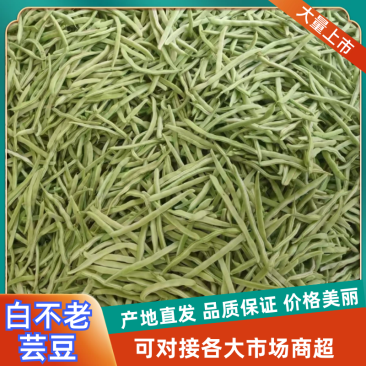 山东省成武县九粒白不老芸豆开始大量上市，30cm以上