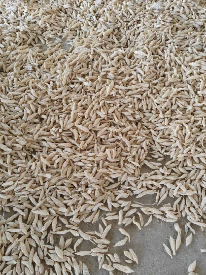 四川精品川麦冬品质保证厂家直发诚信经营