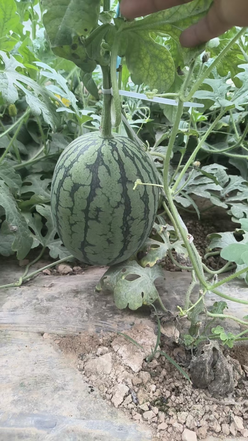 吊4k小糖丸西瓜陕西渭南基地直供质量保证全国发货