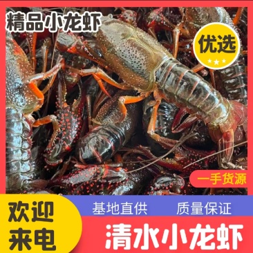 小龙虾大量现货供应，规格齐全品质保证，可视频看货发全国