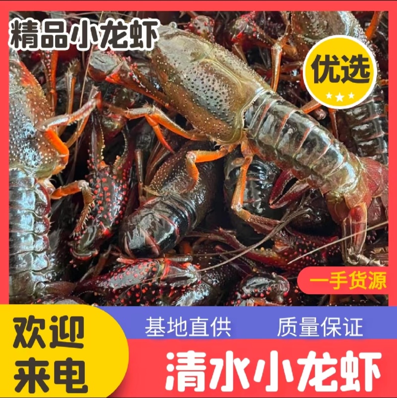 小龙虾大量现货供应，规格齐全品质保证，可视频看货发全国
