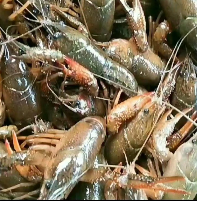 小龙虾大量现货供应，规格齐全品质保证，可视频看货发全国