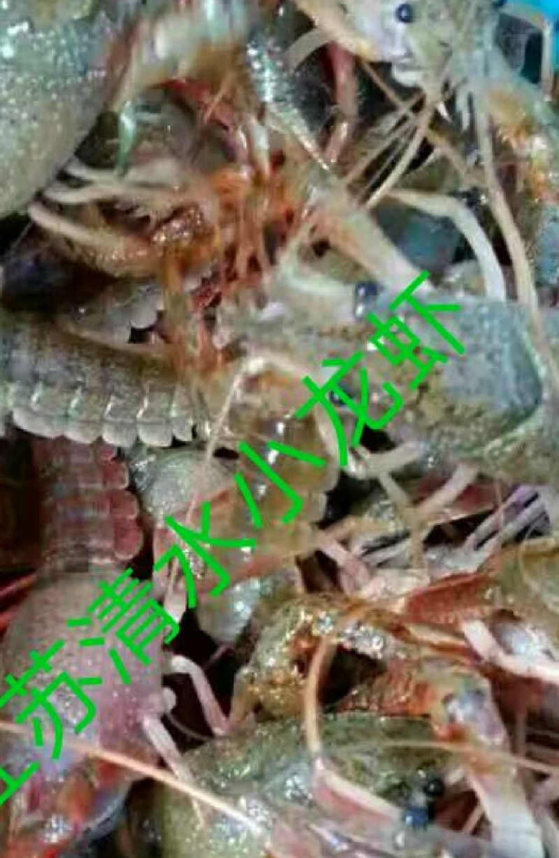 小龙虾大量现货供应，规格齐全品质保证，可视频看货发全国