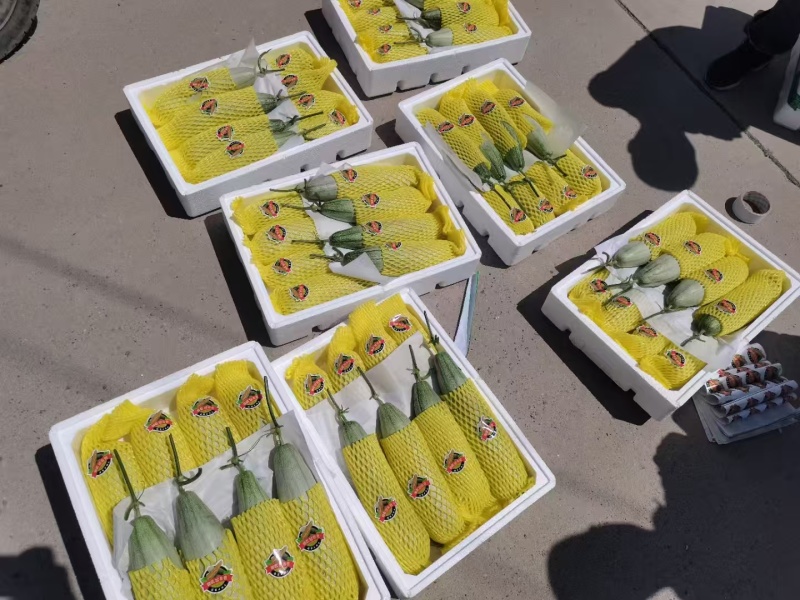 羊角蜜大量上市产地直发价格优惠欢迎来电洽谈价更优