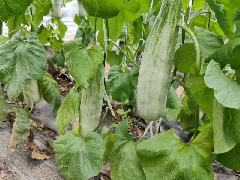 羊角蜜大量上市产地直发价格优惠欢迎来电洽谈价更优