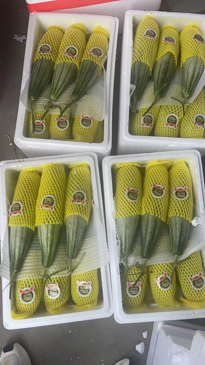 羊角蜜大量上市产地直发价格优惠欢迎来电洽谈价更优