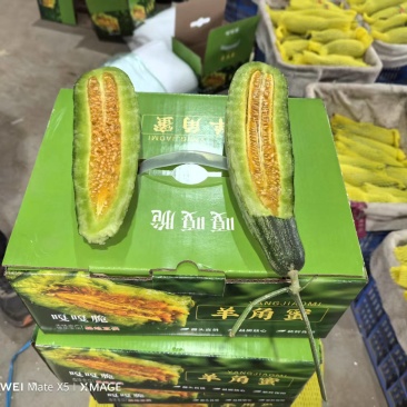 羊角蜜大量上市产地直发价格优惠欢迎来电洽谈价更优