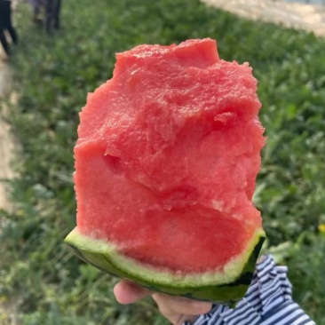 冰糖籽小糖丸现摘现发品质保证皮薄脆甜欢迎来电