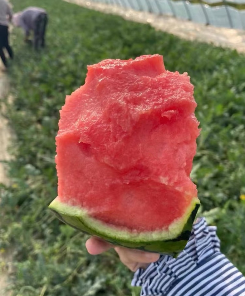 冰糖籽小糖丸现摘现发品质保证皮薄脆甜欢迎来电