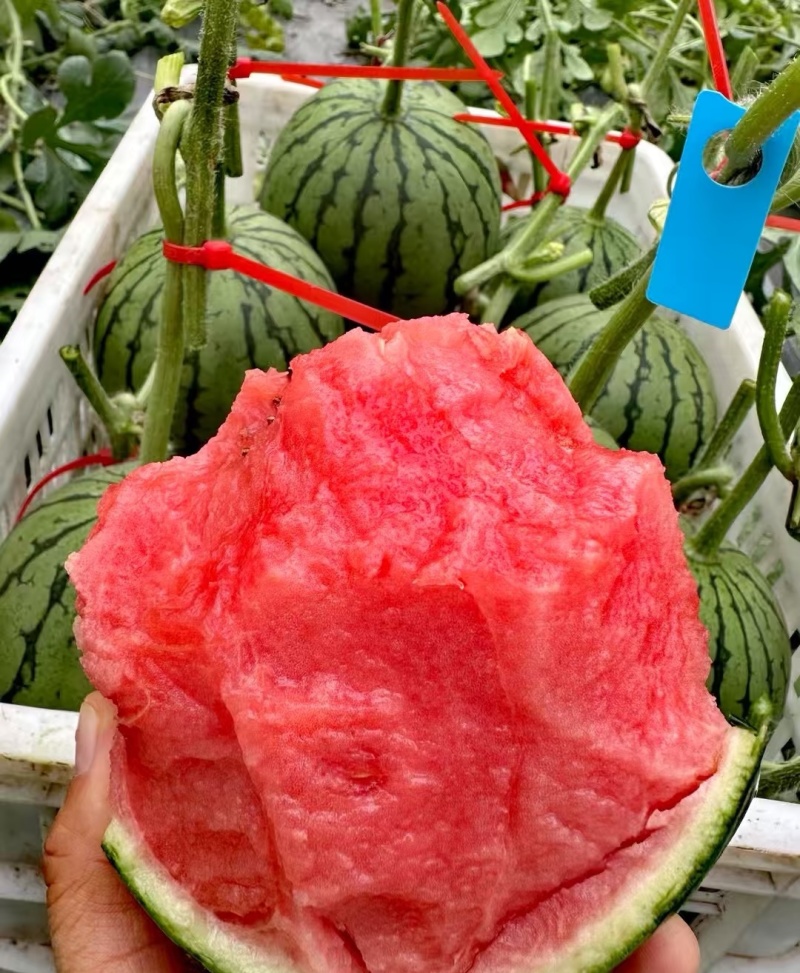冰糖籽小糖丸现摘现发品质保证皮薄脆甜欢迎来电