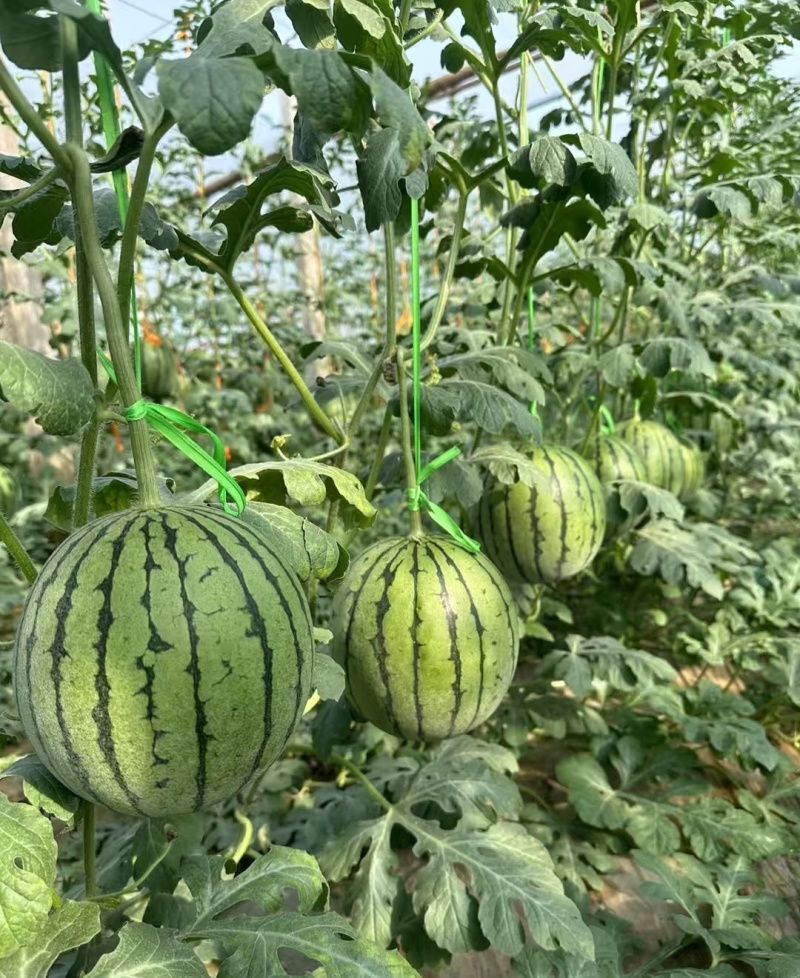 冰糖籽小糖丸现摘现发品质保证皮薄脆甜欢迎来电