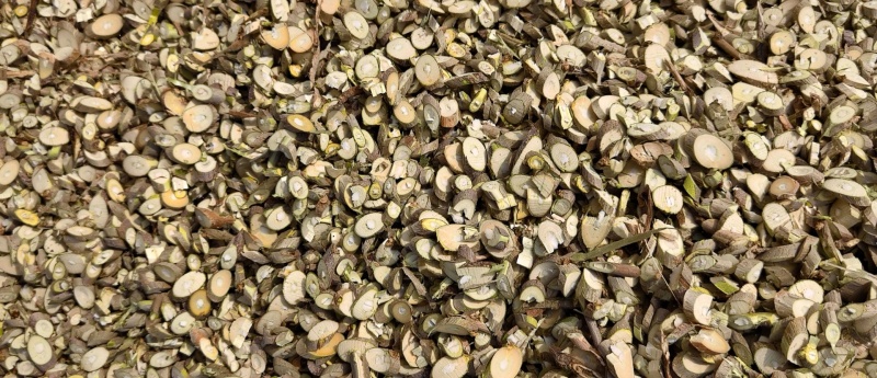 桑树片大量供应品质保证支持视频看货欢迎来电洽谈价优