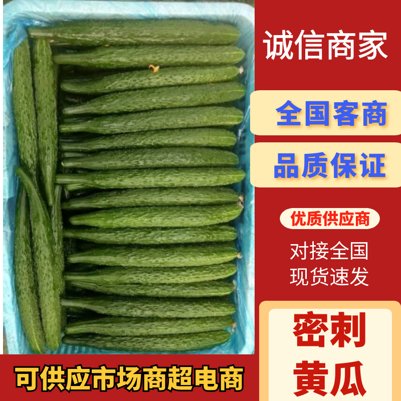 精品货源密刺黄瓜大量供货诚信经营对接全国电商欢迎联系