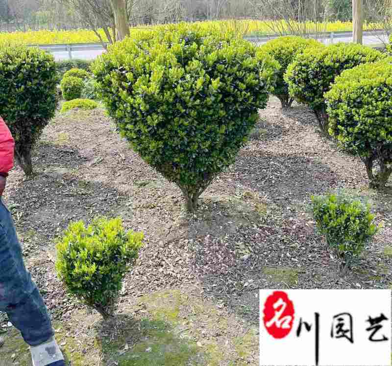 基地出售瓜子黄杨球小叶黄杨球四季常绿60-150公分