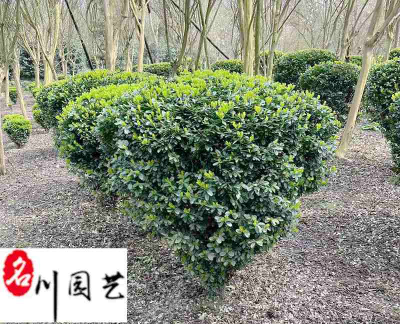基地出售瓜子黄杨球小叶黄杨球四季常绿60-150公分