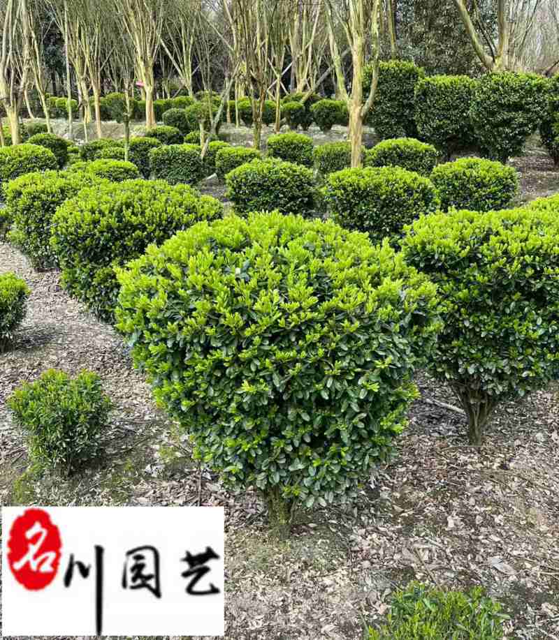 基地出售瓜子黄杨球小叶黄杨球四季常绿60-150公分