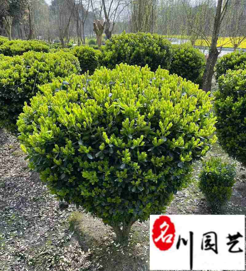 基地出售瓜子黄杨球小叶黄杨球四季常绿60-150公分
