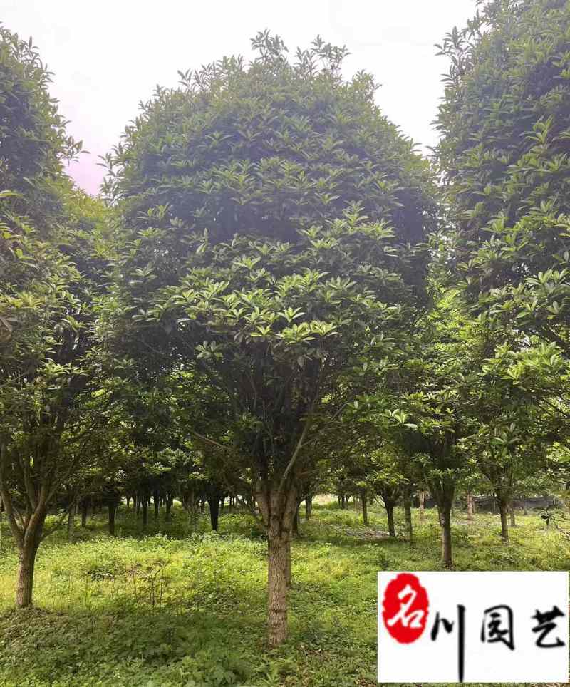 长期供应桂花树八月桂金桂成都桂花树基地直销量大价优