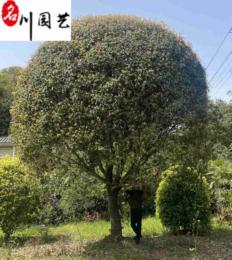 长期供应桂花树八月桂金桂成都桂花树基地直销量大价优