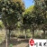 长期供应桂花树八月桂金桂成都桂花树基地直销量大价优