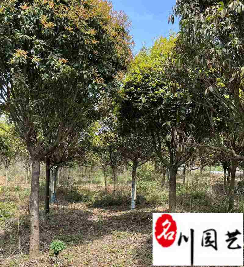长期供应桂花树八月桂金桂成都桂花树基地直销量大价优